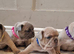4 french bulldog puppies