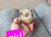 Dachshund Puppies for Sale