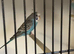 Budgies split blackwing