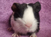 BEAUTIFUL MALE GUINEA PIGS