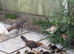 Old English game bantam x Ko shamo