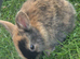 We have lots of rabbits, there are 45 days olds and there are 70 days olds and there are 90 old
