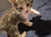 Kittens looking for their forever homes