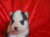 Kc registered Black and white female puppy ready 26/09/26