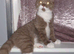 Rare Cinnamon British Shorthair
