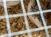 Button quail