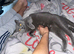 Beautiful Blue British Shorthair
