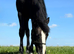 IRISH SPORTS HORSE