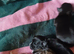 4 beautiful shihzu pups