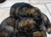 ** Elite Working GSDs &ndash; KC Reg, Health Tested **