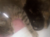 STUNNING ORIENTAL BENGAL HYBRID KITTENS 2 GIRLS 1 BOY RARE COATS BOTH PARENTS CAN BE SEEN READY DECEMBER