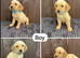 Goldador puppies 10 weeks old