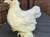 Pekin pullets
