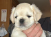 Stunning litter of 4 Prestige Pug Puppies all looking for their New Forever Homes.