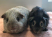 Lovely Tweed Boar and Funky Otter Friend looking for a home