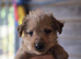 Patterdale fell terrier puppies