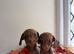 Miniature Dachshund puppies