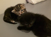 Black male kitten