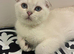 READY TO GO WHITE SCOTTISH FOLD KITTENS