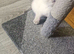 Colour point white grey kittens