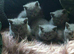 1 MALE FULL BSH KITTENS LEFT READY TO LEAVE MOM AND DAD AVALIABLE TO VIEW
