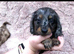 Girls &pound;1000 boys &pound;950 6 beautiful dachshund pups ready to Leave for the forever loving home