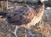 Peafowl for sale