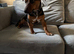 Female Jack Russell pup