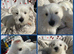 West highland terriers - 1 Boy left