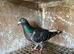 Racing pigeons for sale