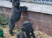 KC BLUE STAFF PUPPIES