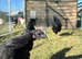 12 Ayam cemani hatching in eggs
