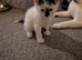 Cute kittens for sale to go to loving homes