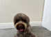Teddy