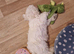 Bichon Frise Only One Left Champion Bloodline