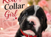 ️ Stunning Staffy x Cocker Spaniel puppies ️