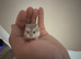 5 Russian dwarf hamster