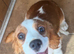 Winston &ndash; A Truly Special Blenheim Cavalier King Charles Spaniel Boy