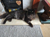 22mth old maine coon