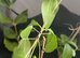 10 Zompro stick insects