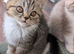 Exotic kitten ready now