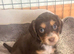 Cocker spaniel puppies