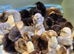 Baby chickens pekin & Serama