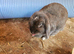 Female mini lop