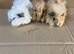 Baby Male Guinea Pigs For Sale