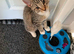 Maine coon / domestic kitten