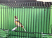 Canary's