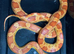 Beautiful corn snake