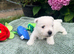 Gorgeous West Highland Terrier puppies