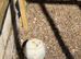 3 year old snowy owl - parent reared
